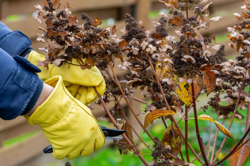 Butterfly Bush Removal
