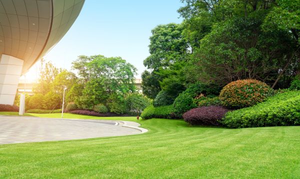 Commercial Shrub Trimming in Hayden