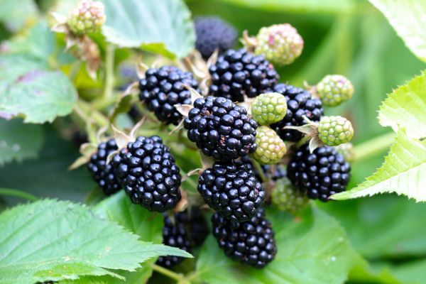 Blackberry Bush Removal in Hayden