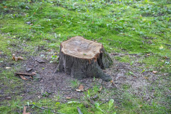 Bush Stump Removal in Hayden