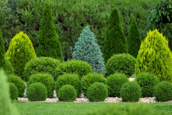 Cost of Bush Trimming Service in Hayden