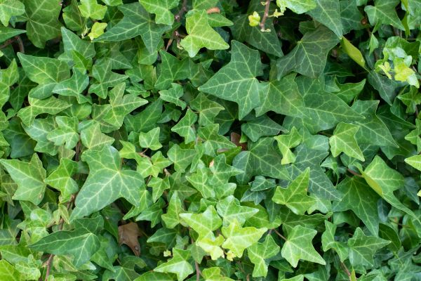 Cost of English Ivy Removal in Hayden