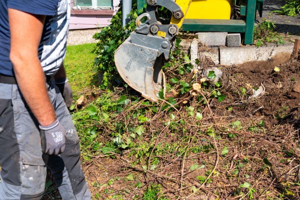 Hedge Removal Service in Hayden