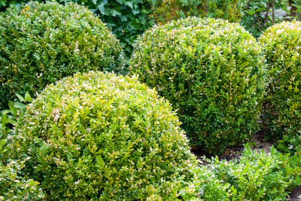 Cost of Landscape Trimming Service in Hayden
