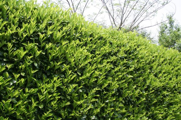 Cost of Laurel Removal in Hayden