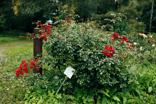 Cost of Rose Bush Removal in Hayden