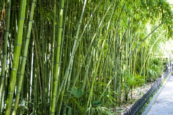Cost of Bamboo Root Removal in Hayden