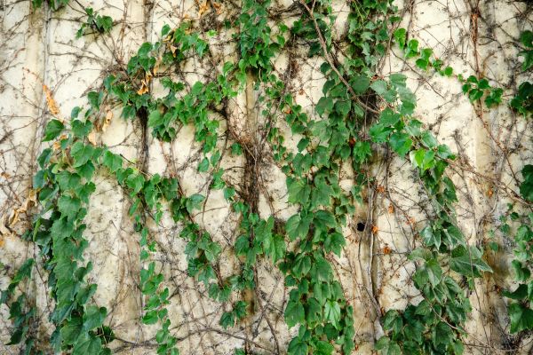 Cost of Vine Removal Service in Hayden