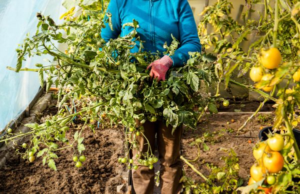 Cost of Garden Plant Removal in Hayden