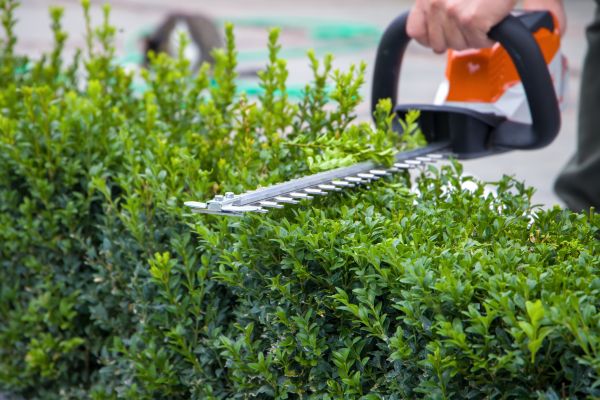 Hedge Shearing in Hayden