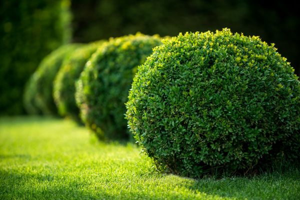 Cost of Bush Pruning in Hayden