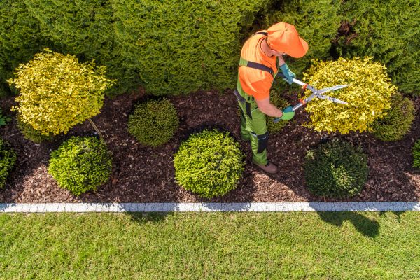 Cost of Topiary Trimming in Hayden