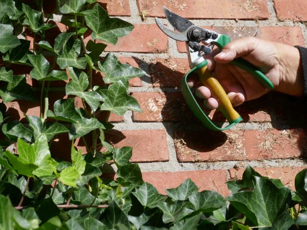 Cost of Ivy Removal Service in Hayden