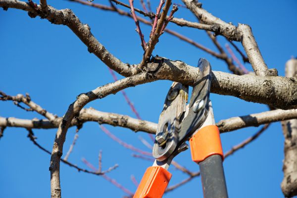 Cost of Selective Pruning in Hayden