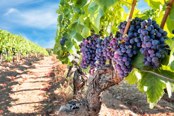 Cost of Grapevine Pruning in Hayden