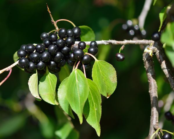 Cost of Buckthorn Removal in Hayden