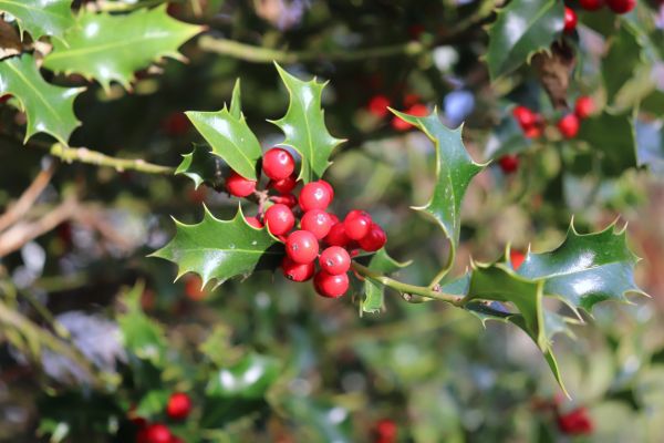 Cost of Holly Tree Trimming in Hayden