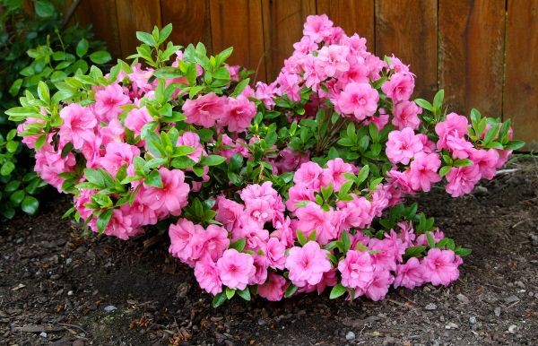 Cost of Azaleas Removal in Hayden