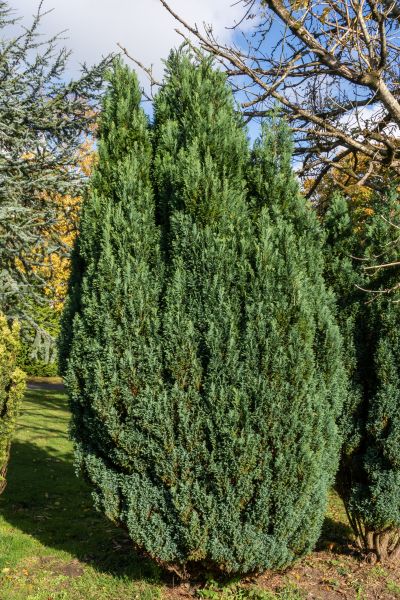 Cost of Juniper Trimming in Hayden