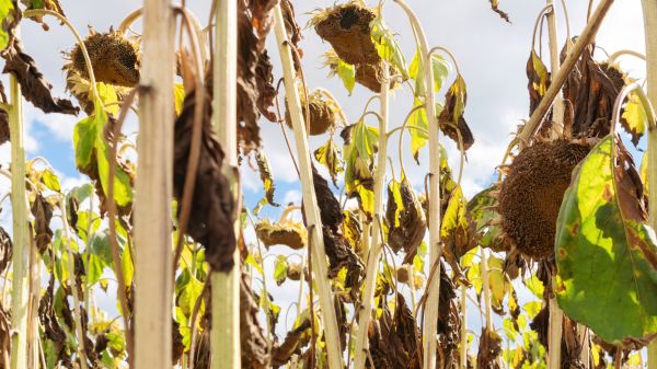 Cost of Dead Plant Removal in Hayden