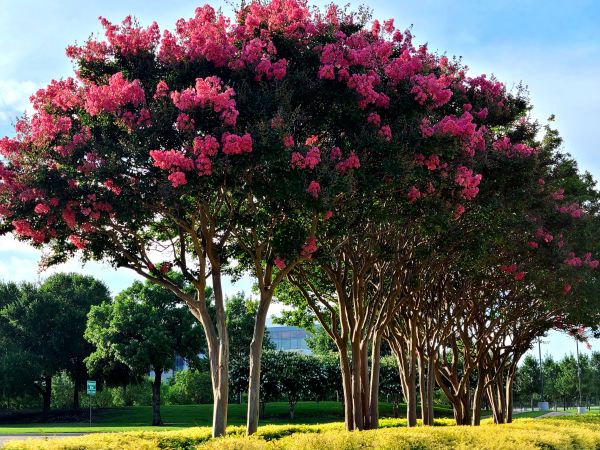Cost of Crepe Myrtle Pruning in Hayden