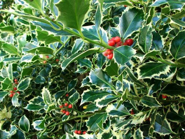 Cost of Holly Bushes Trimming in Hayden
