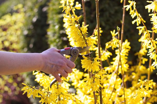 Forsythia Pruning in Hayden