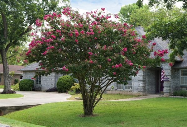 Crepe Myrtle Trimming in Hayden