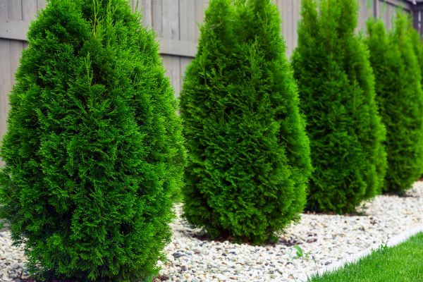 Cost of Arborvitae Removal in Hayden