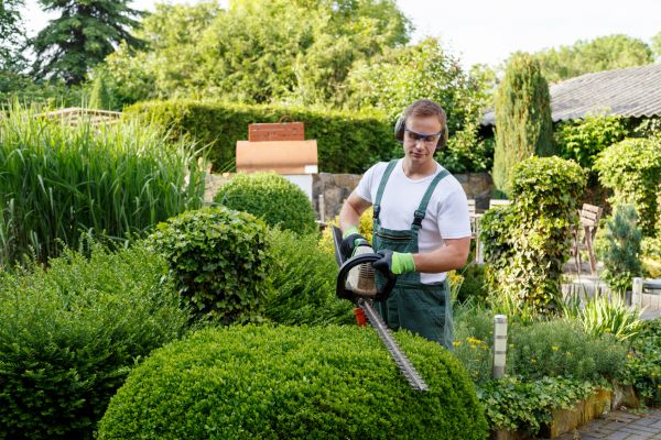 Shrubs Trimming in Hayden