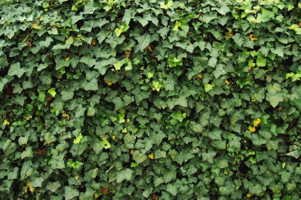 Cost of Ivy Pruning service in Hayden