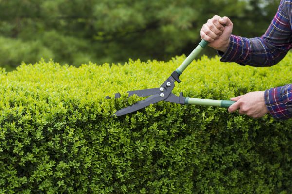 Cost of Evergreen Shrub Pruning in Hayden