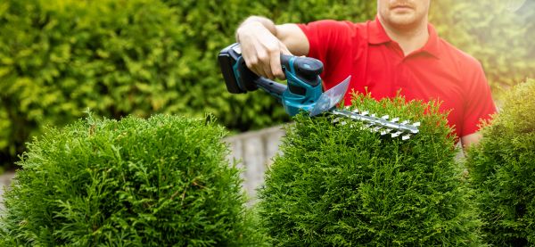 Cost of Hedge Shaping Service in Hayden