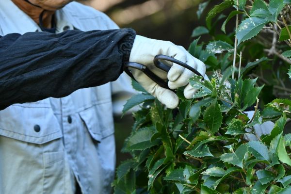 Holly Pruning in Hayden