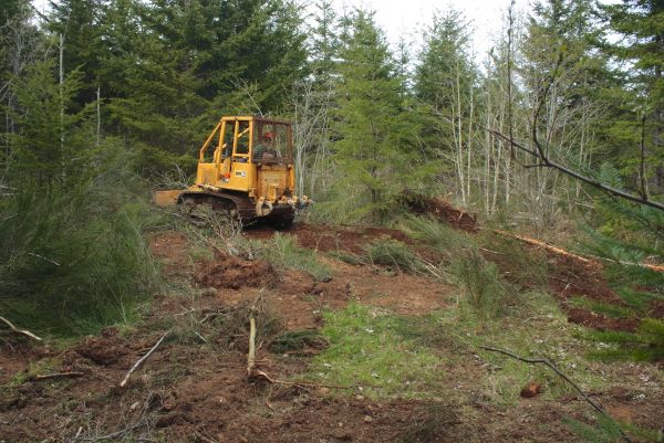 Cost of Shrubbery Clearing in Hayden