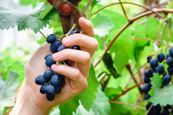 Cost of Vineyard Pruning in Hayden