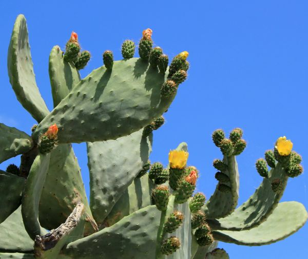Cost of Cactus Removal in Hayden