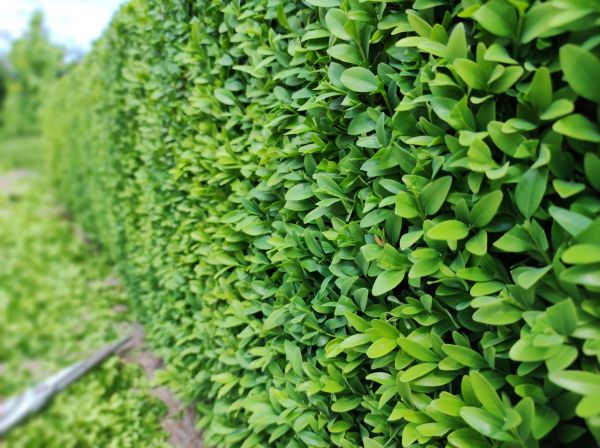 Cost of Boxwood Pruning in Hayden