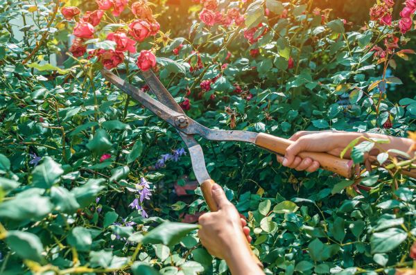 Knockout Roses Pruning in Hayden
