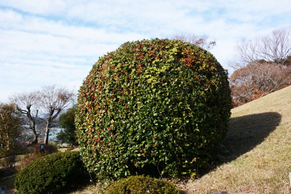 Cost of Holly Shrub Pruning in Hayden