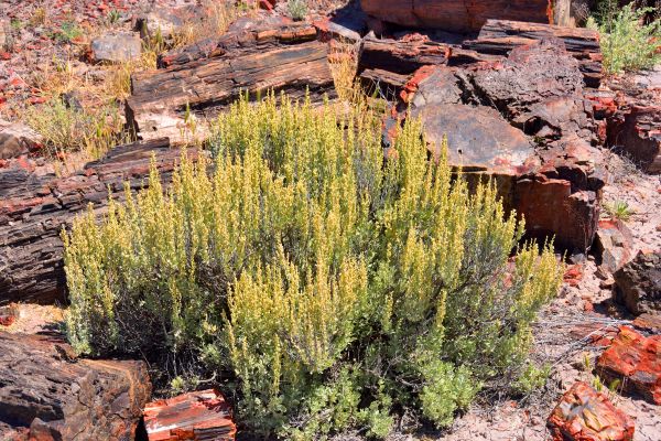 Cost of Sagebrush Removal in Hayden