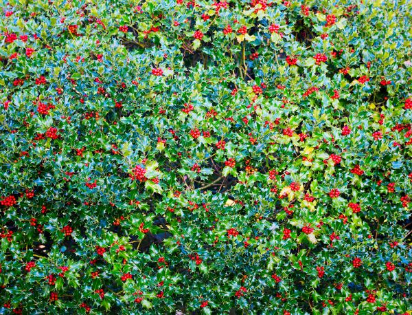 Cost of Holly Bush Removal in Hayden