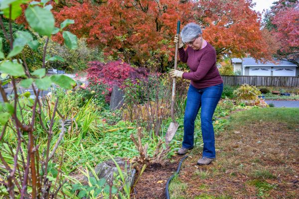 Cost of Dead Bush Removal in Hayden