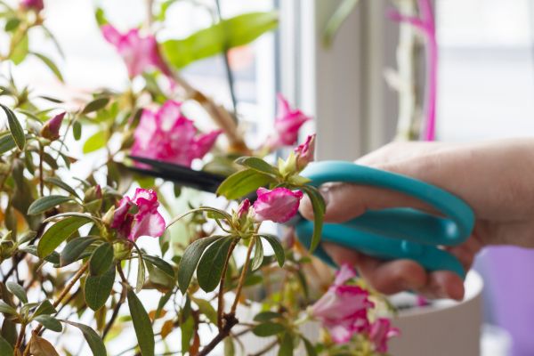 Azalea Pruning in Hayden