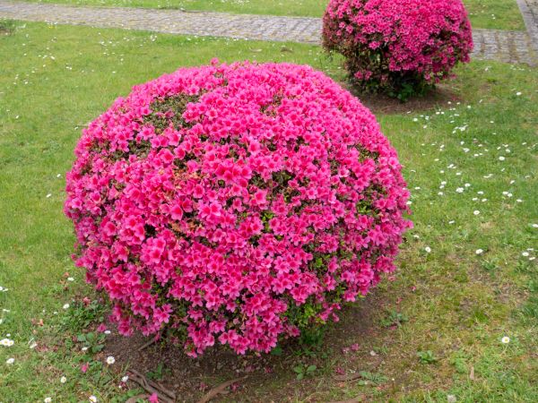 Cost of Rhododendron Pruning in Hayden
