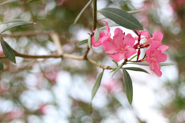 Cost of Oleander Removal in Hayden