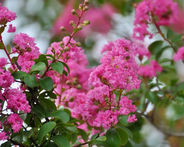 Cost of Crepe Myrtle Removal in Hayden