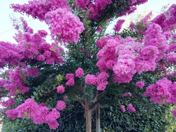 Cost of Crape Myrtle Pruning in Hayden