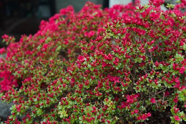 Cost of Weigela Removal Service in Hayden