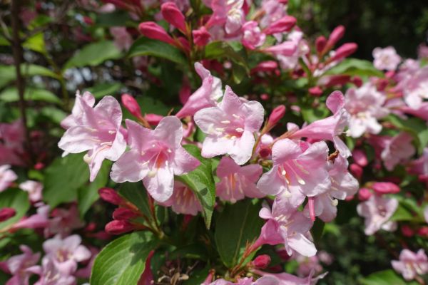 Cost of Weigela Pruning Service in Hayden